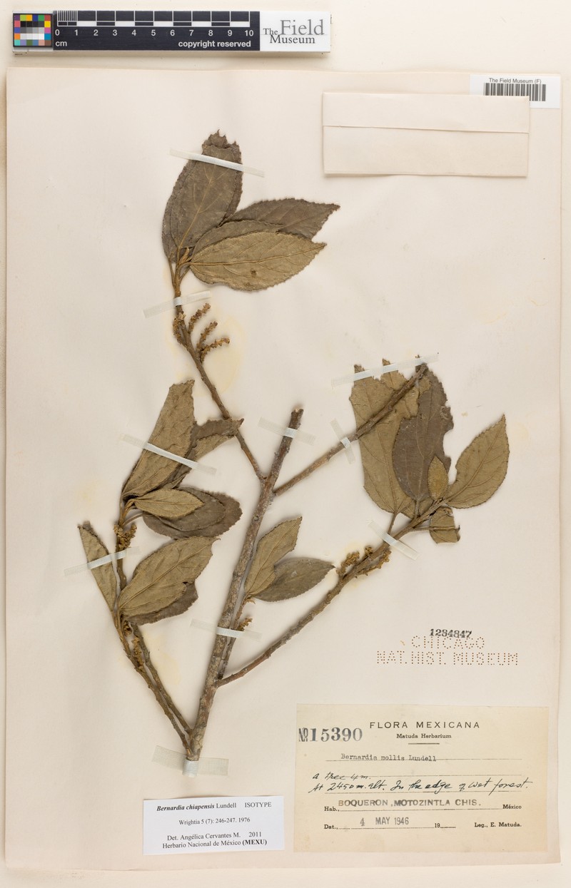 Bernardia chiapensis photo 2