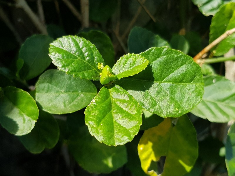Bernardia corensis