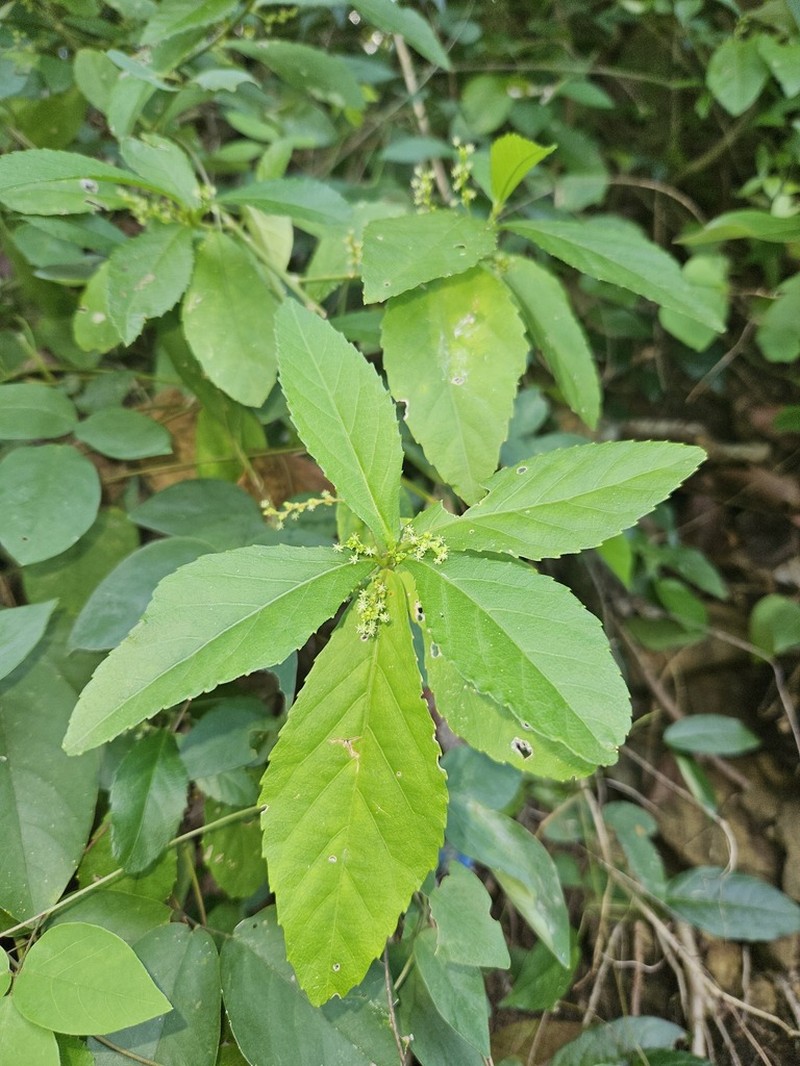 Bernardia corensis photo 2