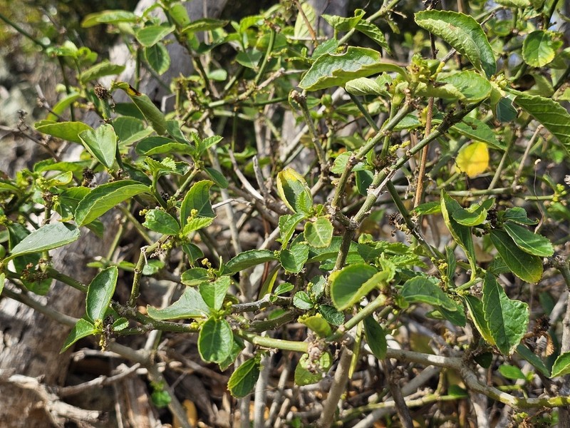 Bernardia corensis photo 3