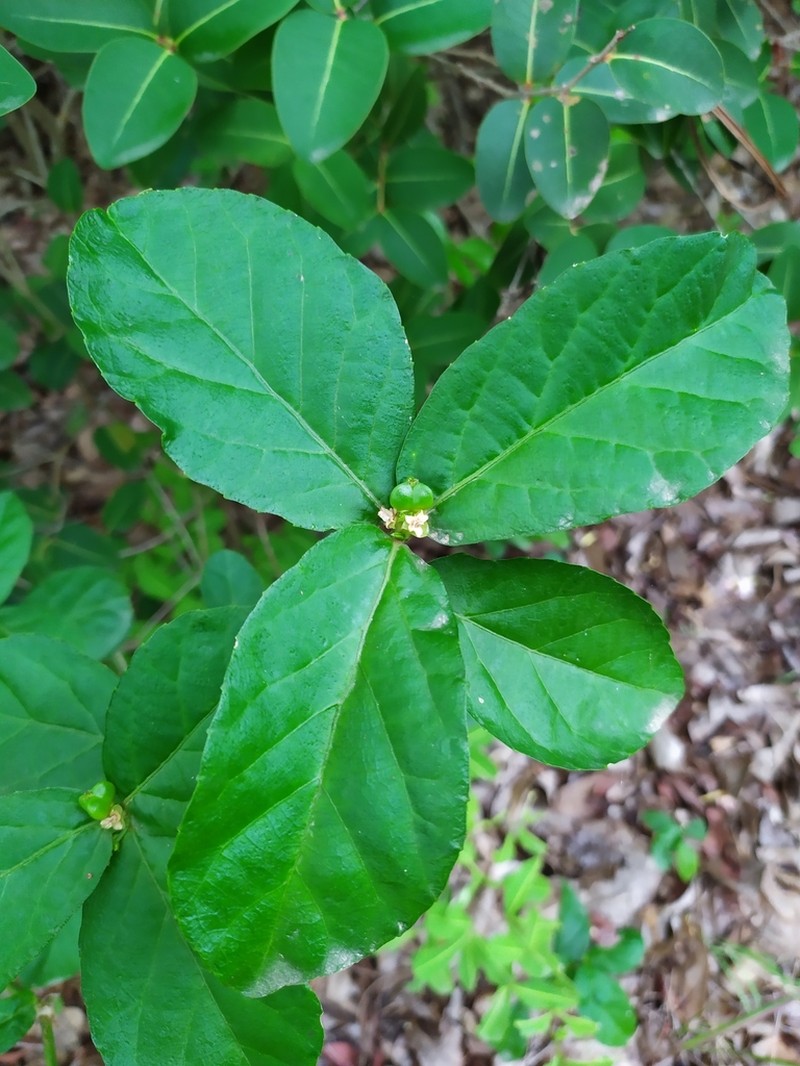 Bernardia corensis photo 5