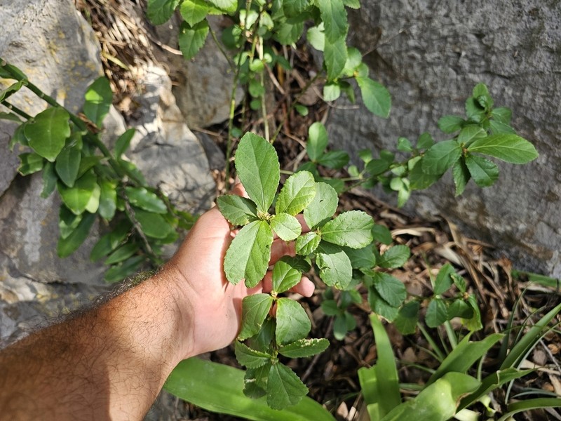 Bernardia corensis photo 6