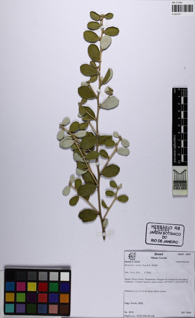 Bernardia crassifolia