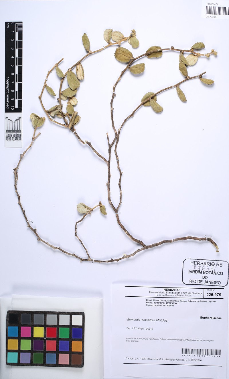 Bernardia crassifolia photo 2