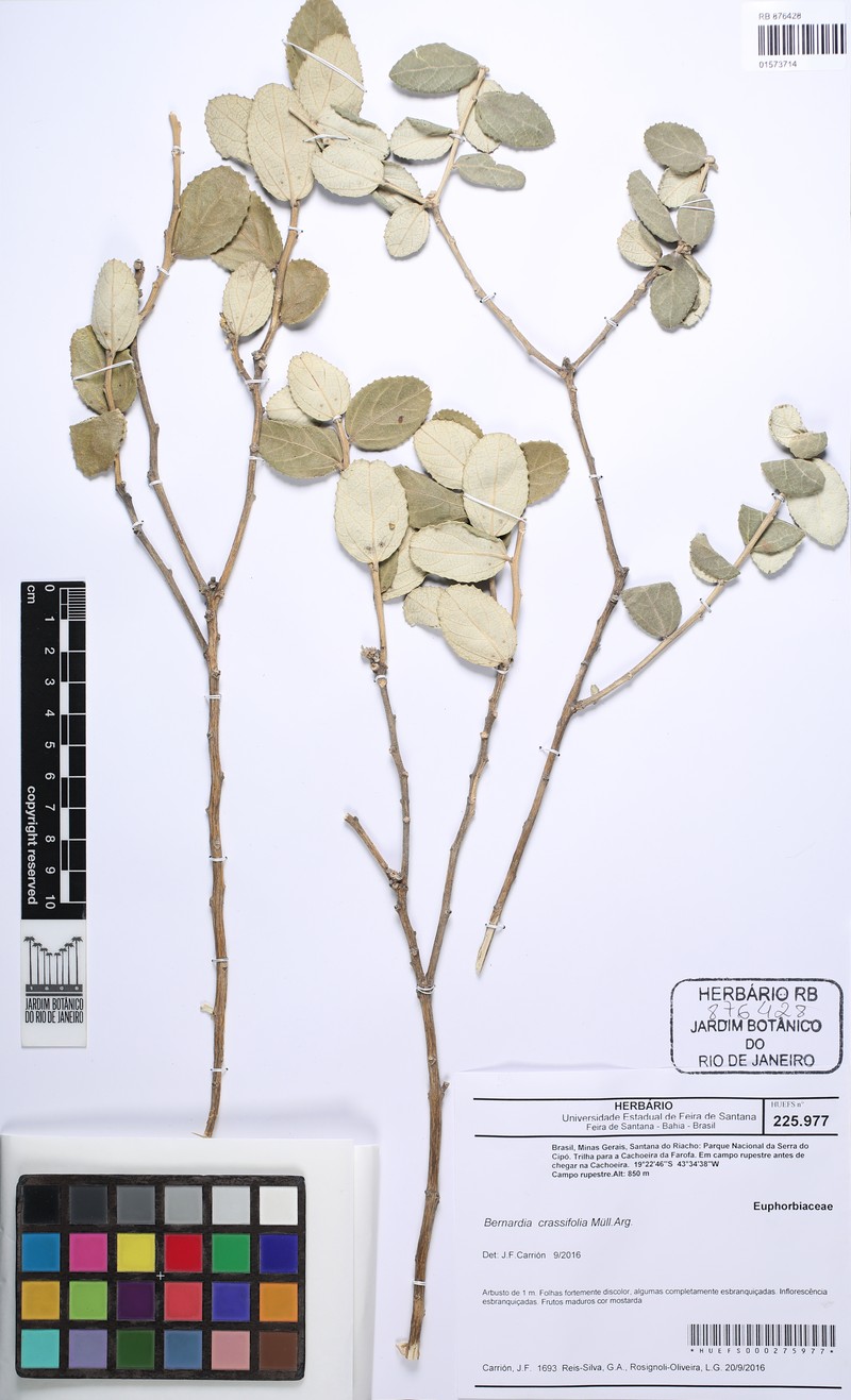Bernardia crassifolia photo 3