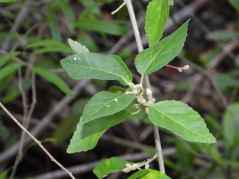 Caribbean Myrtlecroton