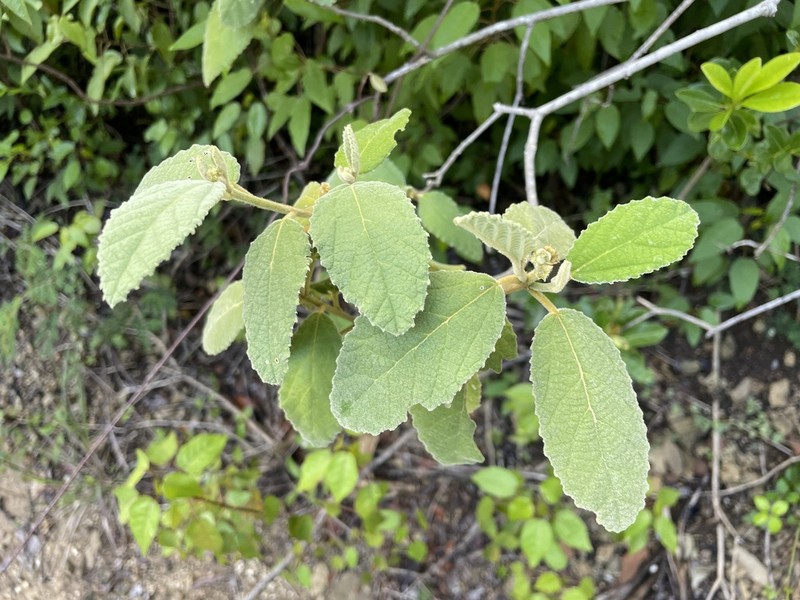 Caribbean Myrtlecroton photo 3