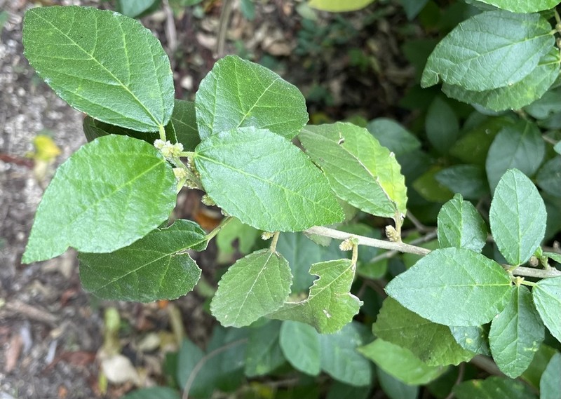 Caribbean Myrtlecroton photo 4