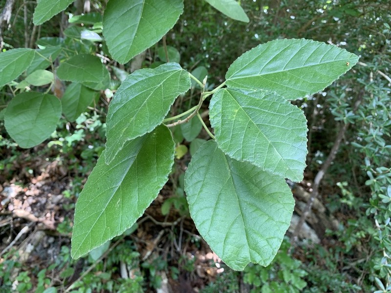 Caribbean Myrtlecroton photo 5