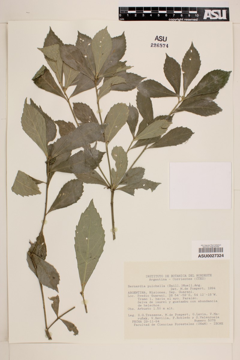 Bernardia dichotoma var. dichotoma