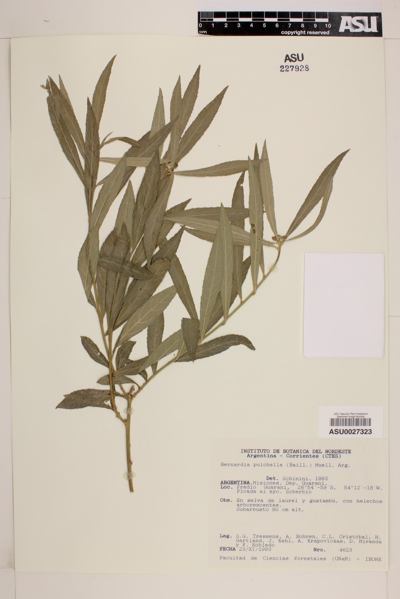 Bernardia dichotoma var. dichotoma photo 2