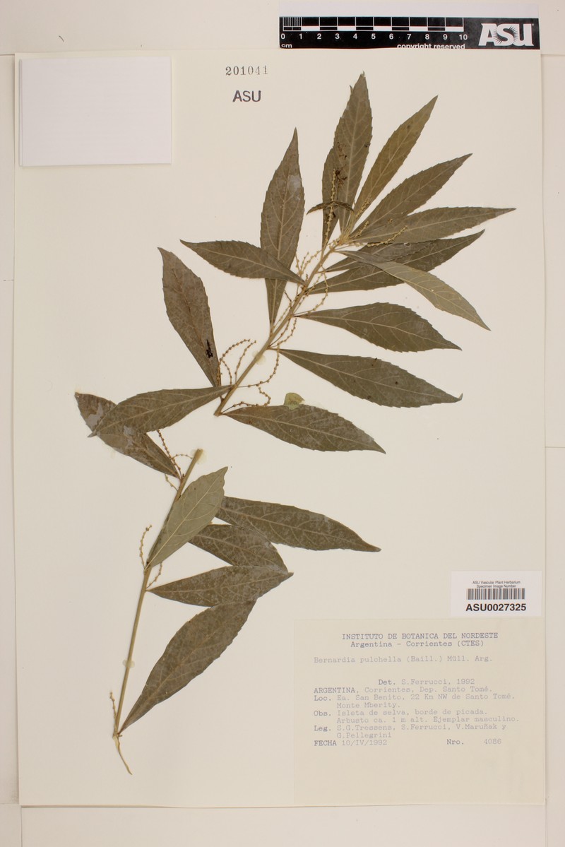 Bernardia dichotoma var. dichotoma photo 3