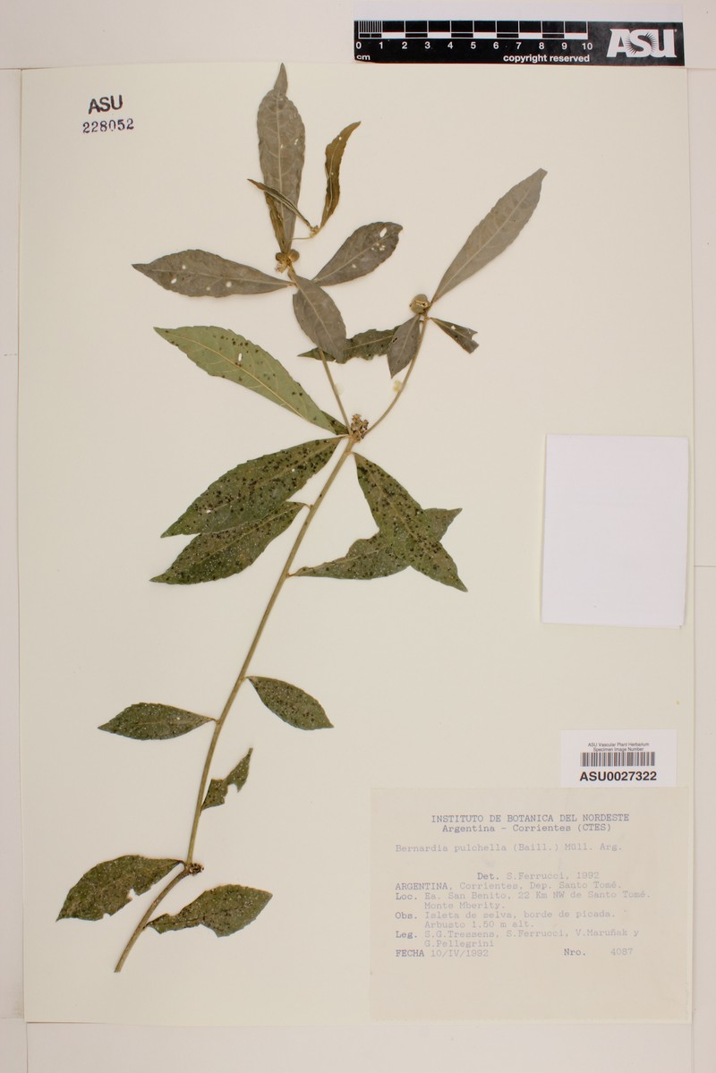 Bernardia dichotoma var. dichotoma photo 4