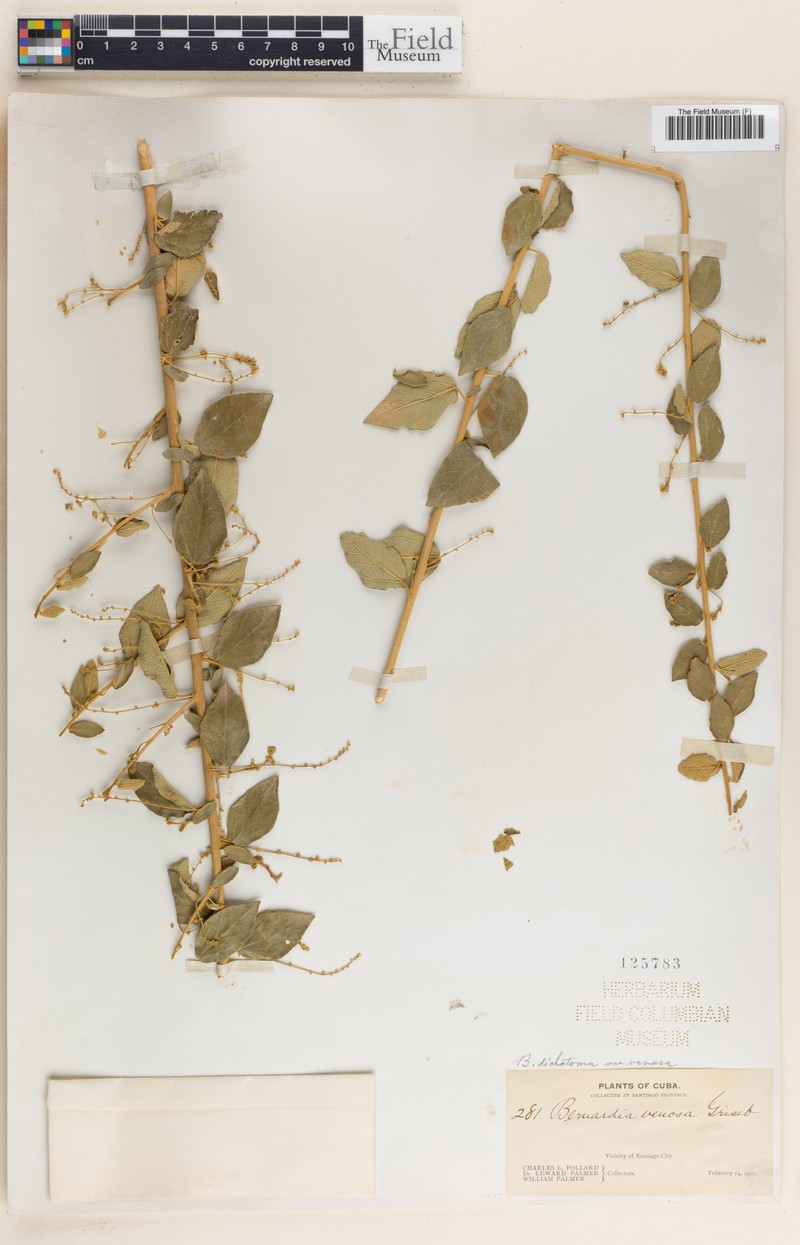 Bernardia dichotoma var. venosa