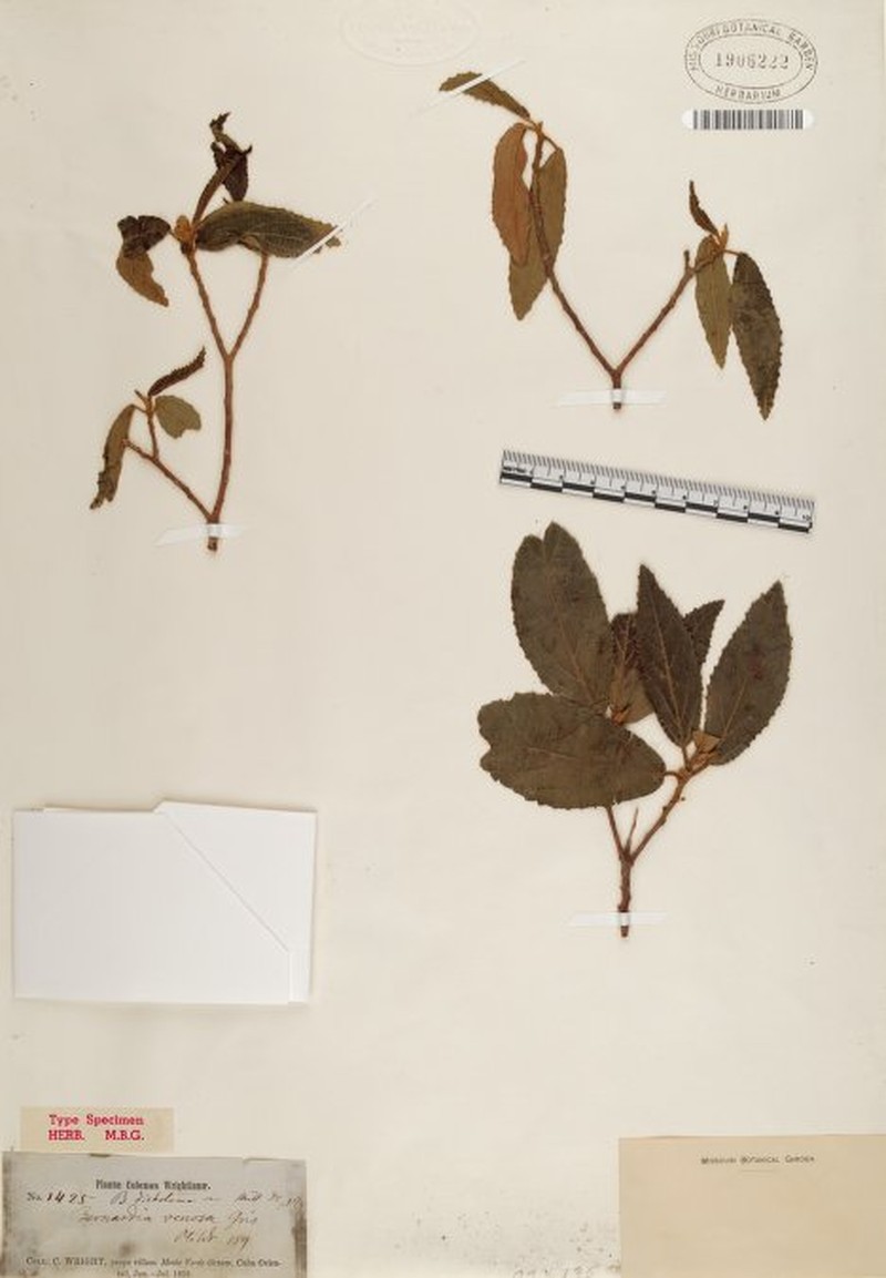 Bernardia dichotoma var. venosa photo 2