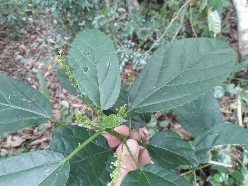 Bernardia dodecandra