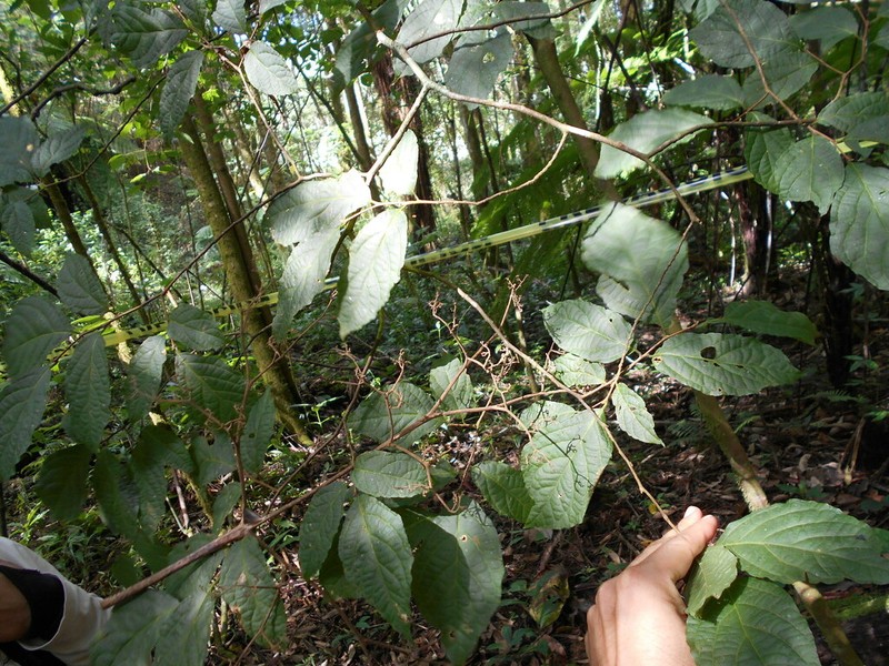 Bernardia dodecandra photo 4