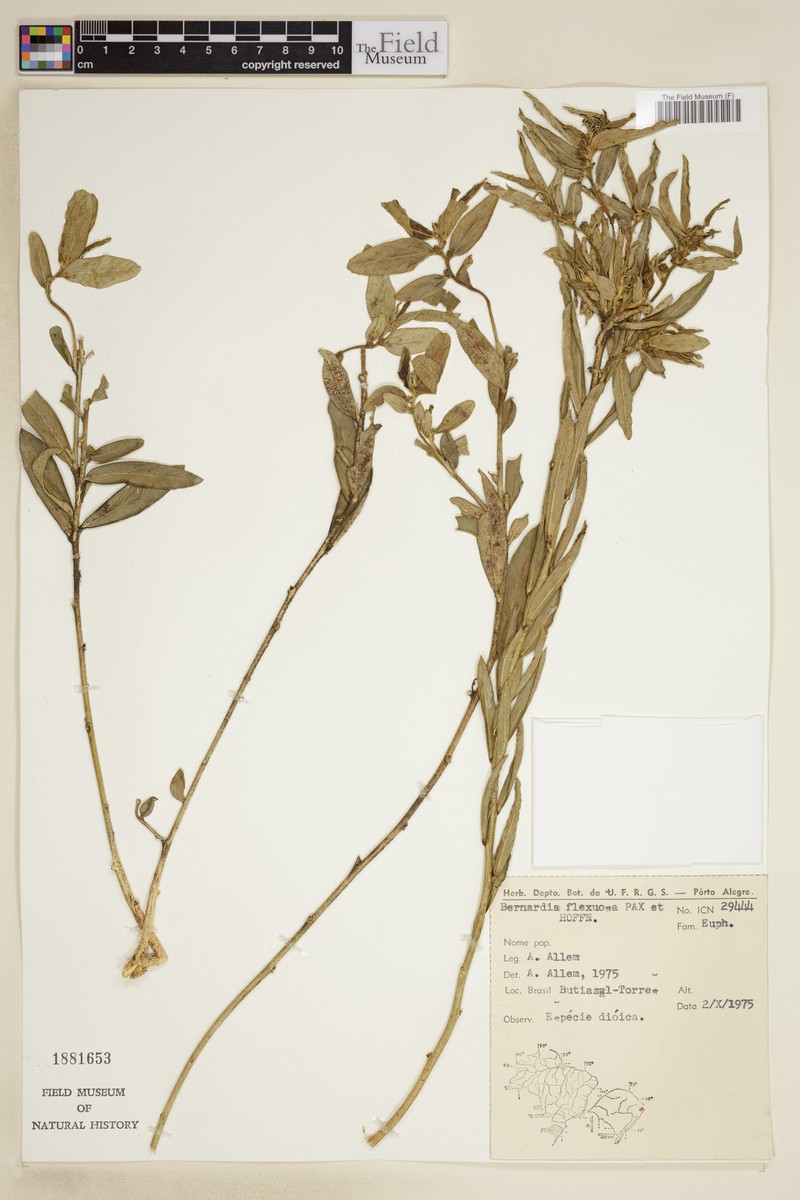 Bernardia flexuosa
