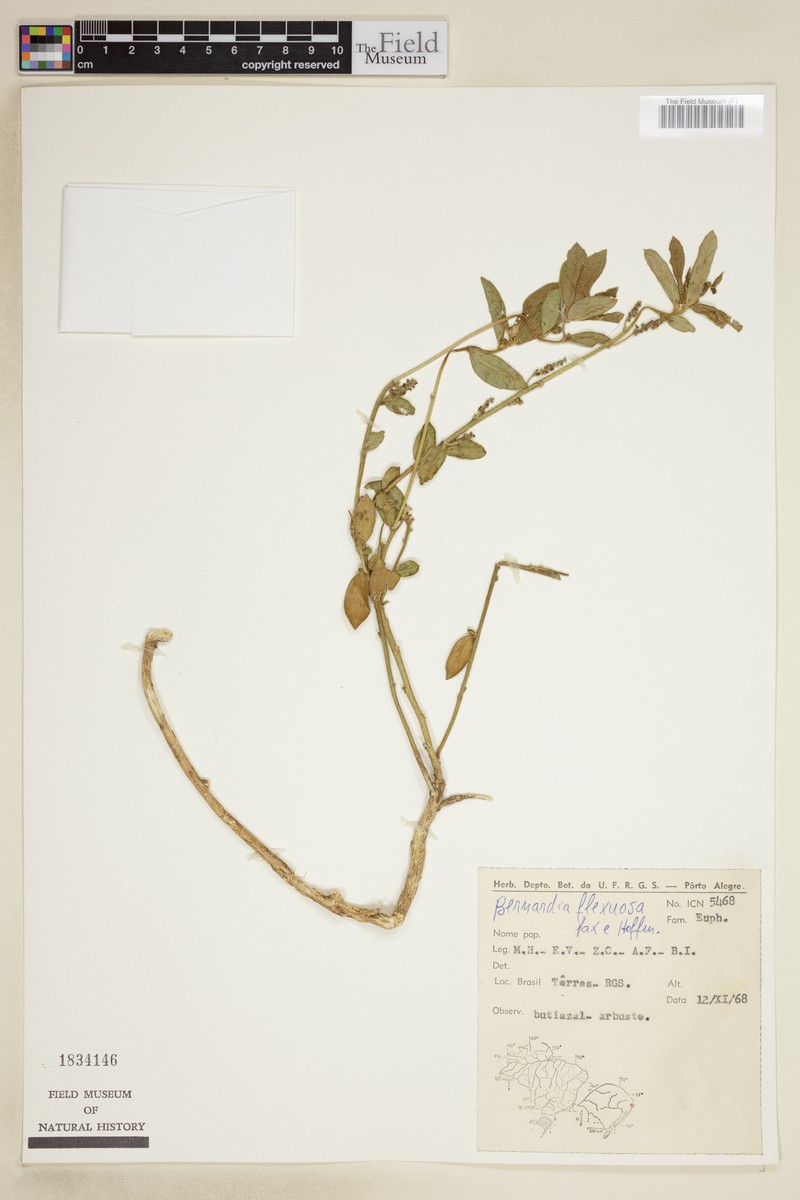 Bernardia flexuosa photo 2