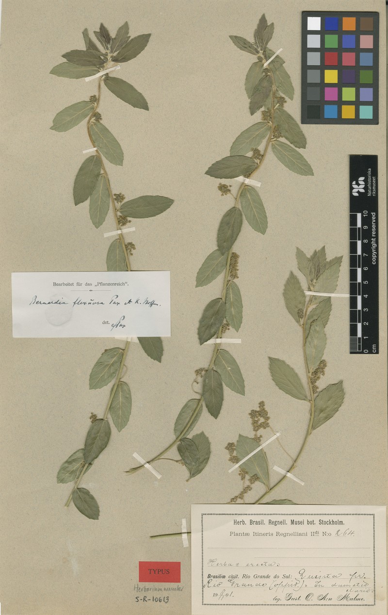 Bernardia flexuosa photo 3