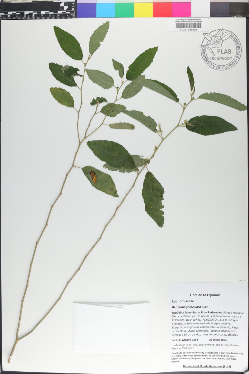 Bernardia fruticulosa