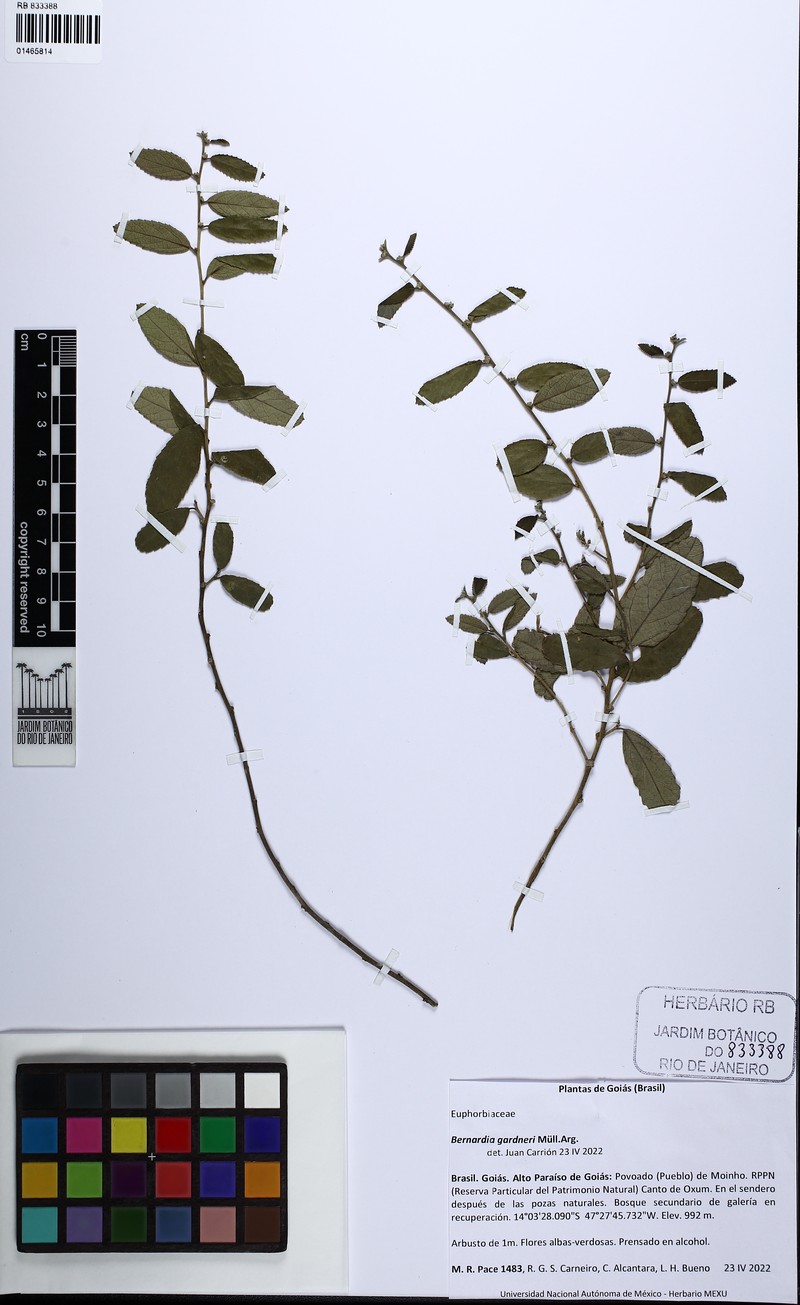 Bernardia gardneri
