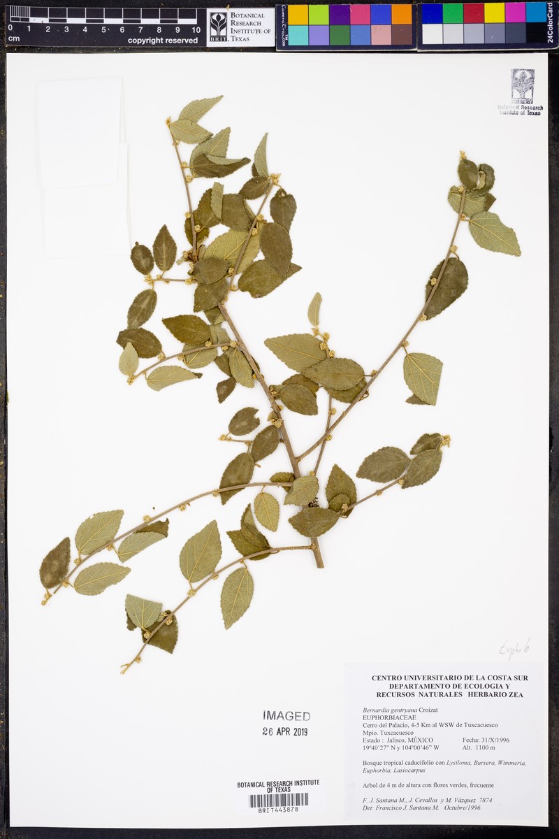 Bernardia gentryana photo 2