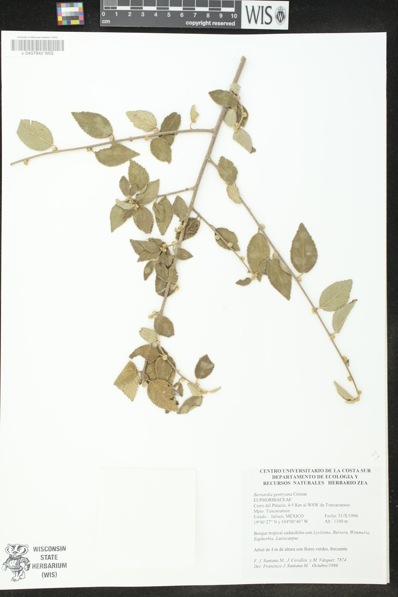 Bernardia gentryana photo 3