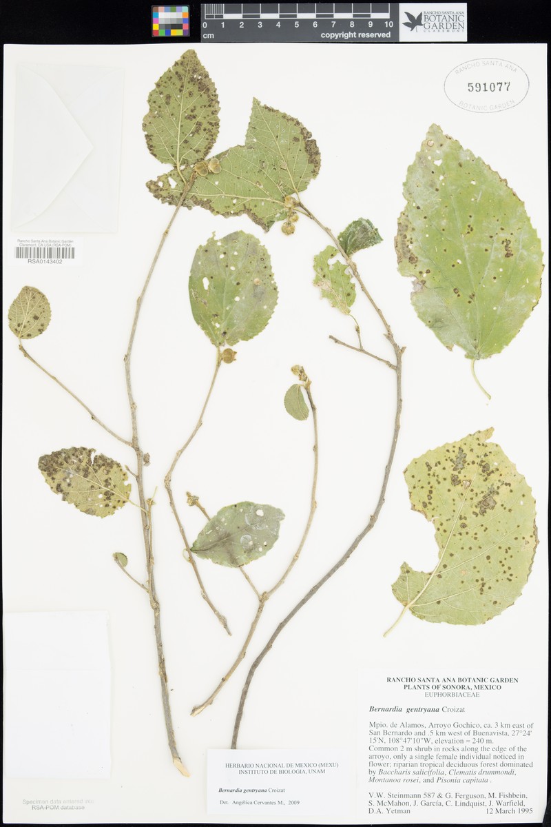 Bernardia gentryana photo 4