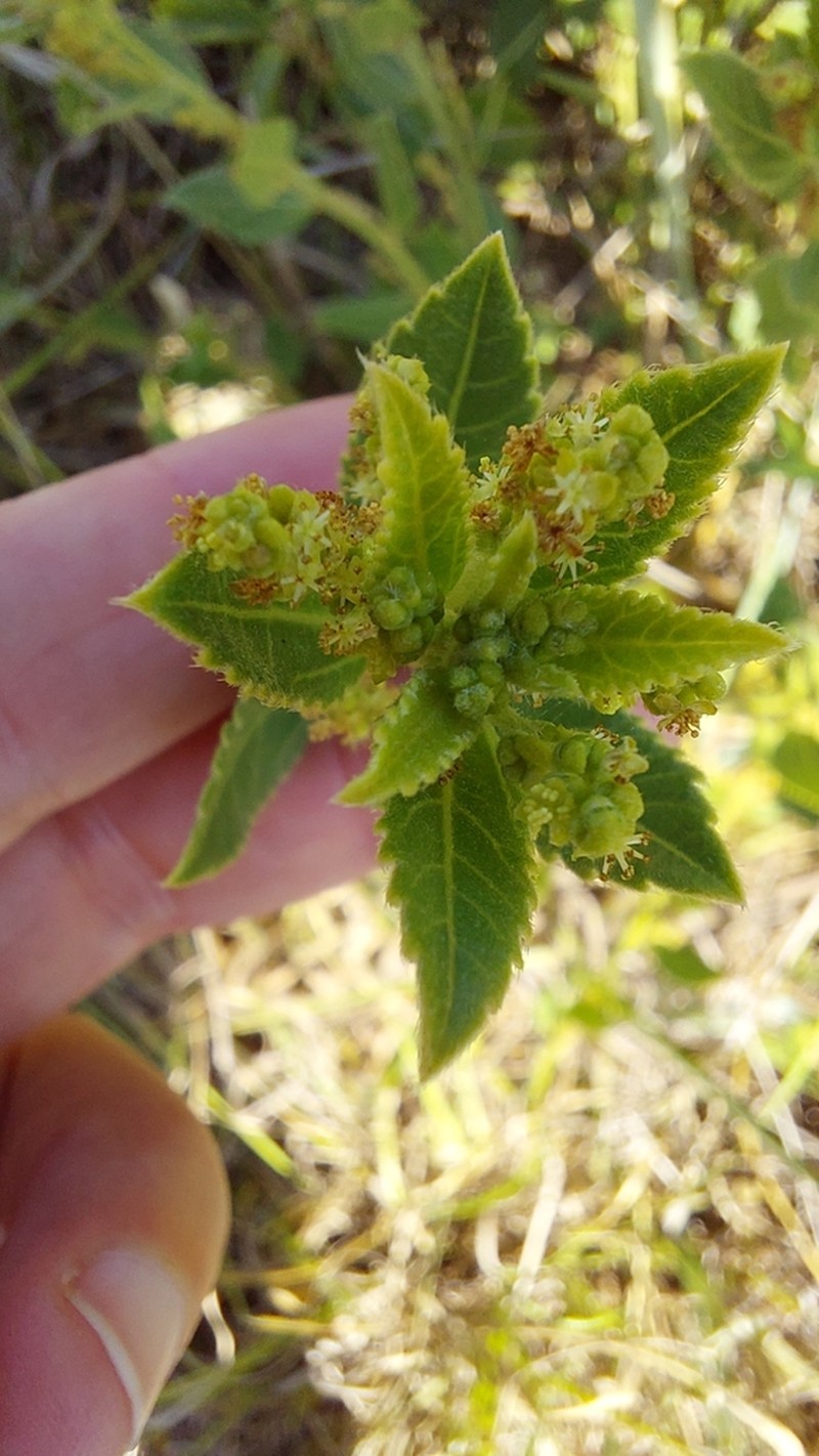 Bernardia hassleriana