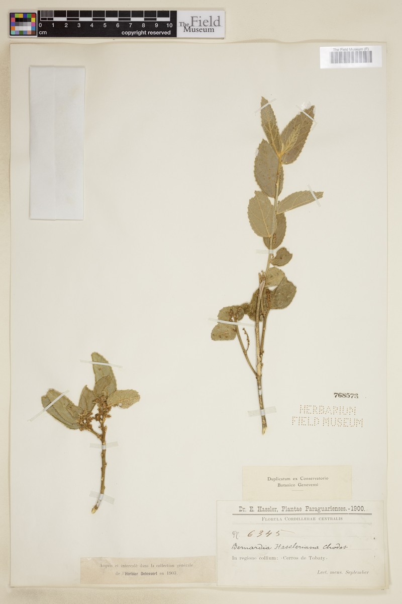 Bernardia hassleriana photo 2