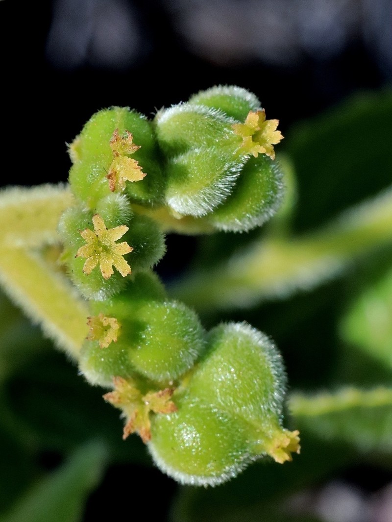 Bernardia hirsutissima photo 2