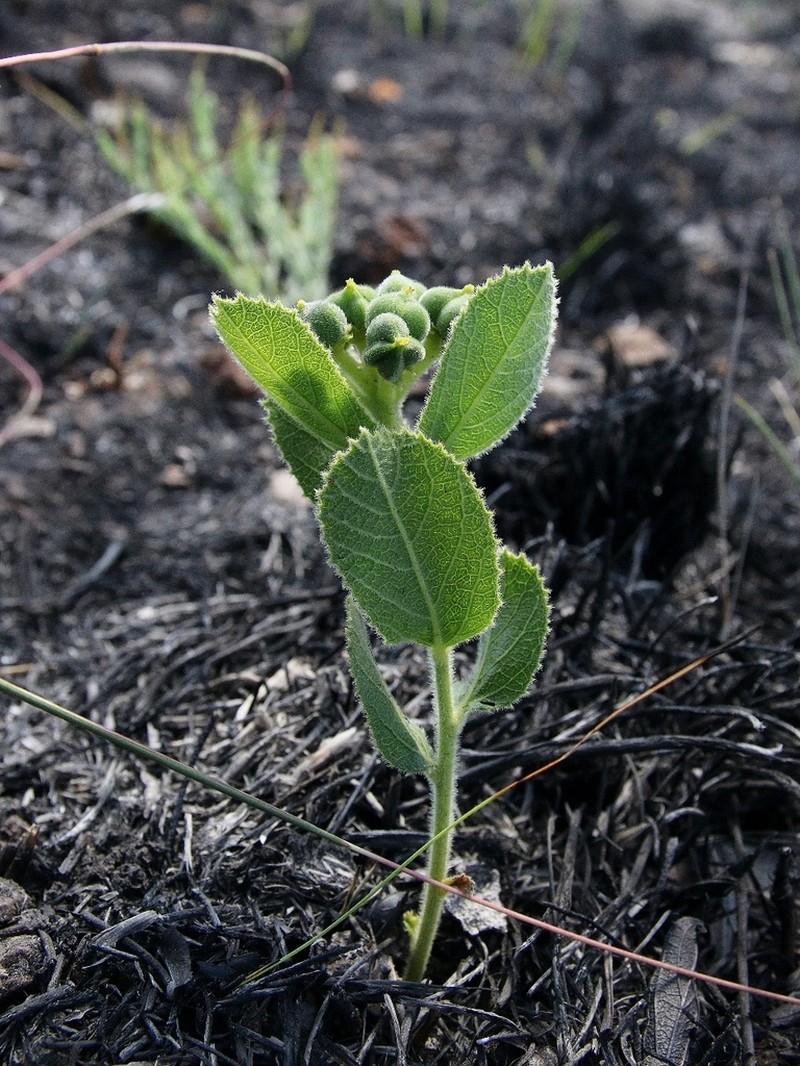 Bernardia hirsutissima photo 3