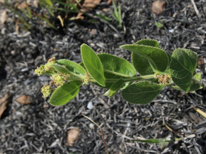 Bernardia hirsutissima photo 4