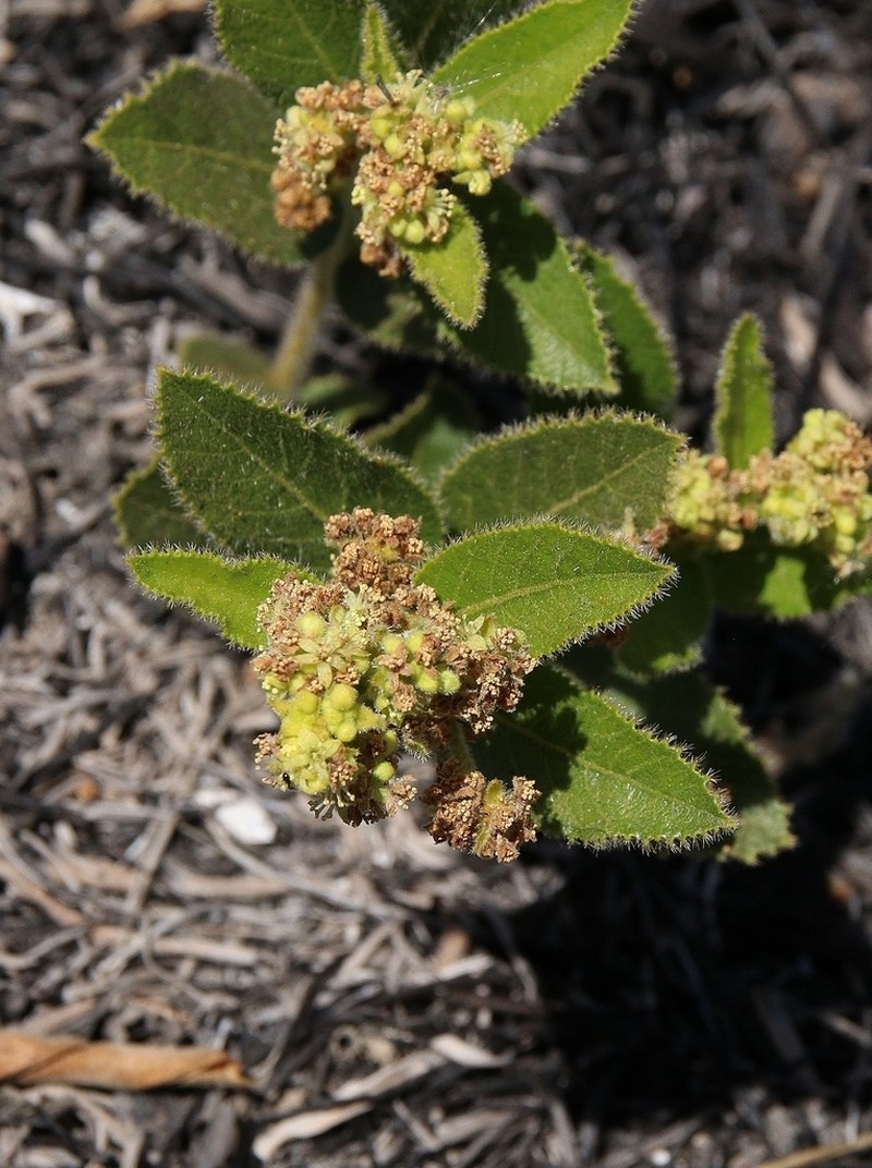 Bernardia hirsutissima photo 5