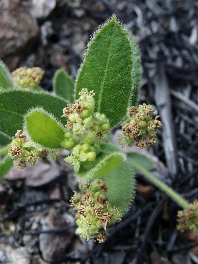 Bernardia hirsutissima photo 6