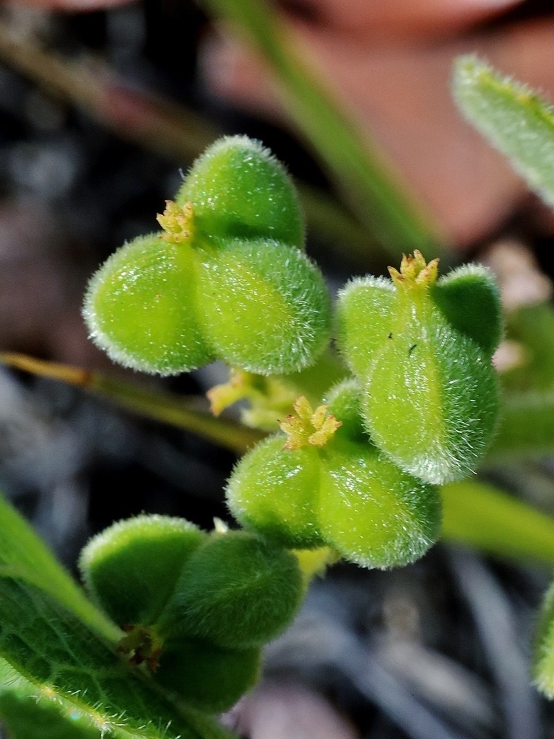 Bernardia hirsutissima photo 7