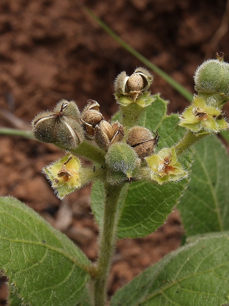 Bernardia hirsutissima photo 8