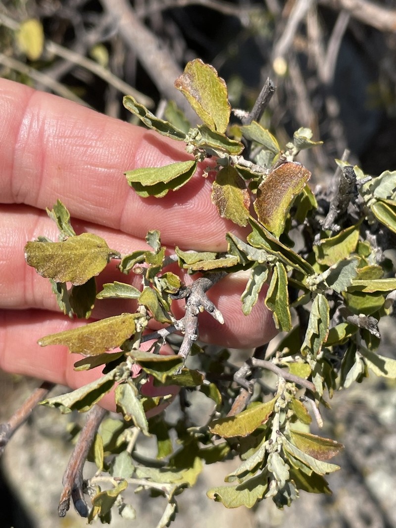 Bernardia incana