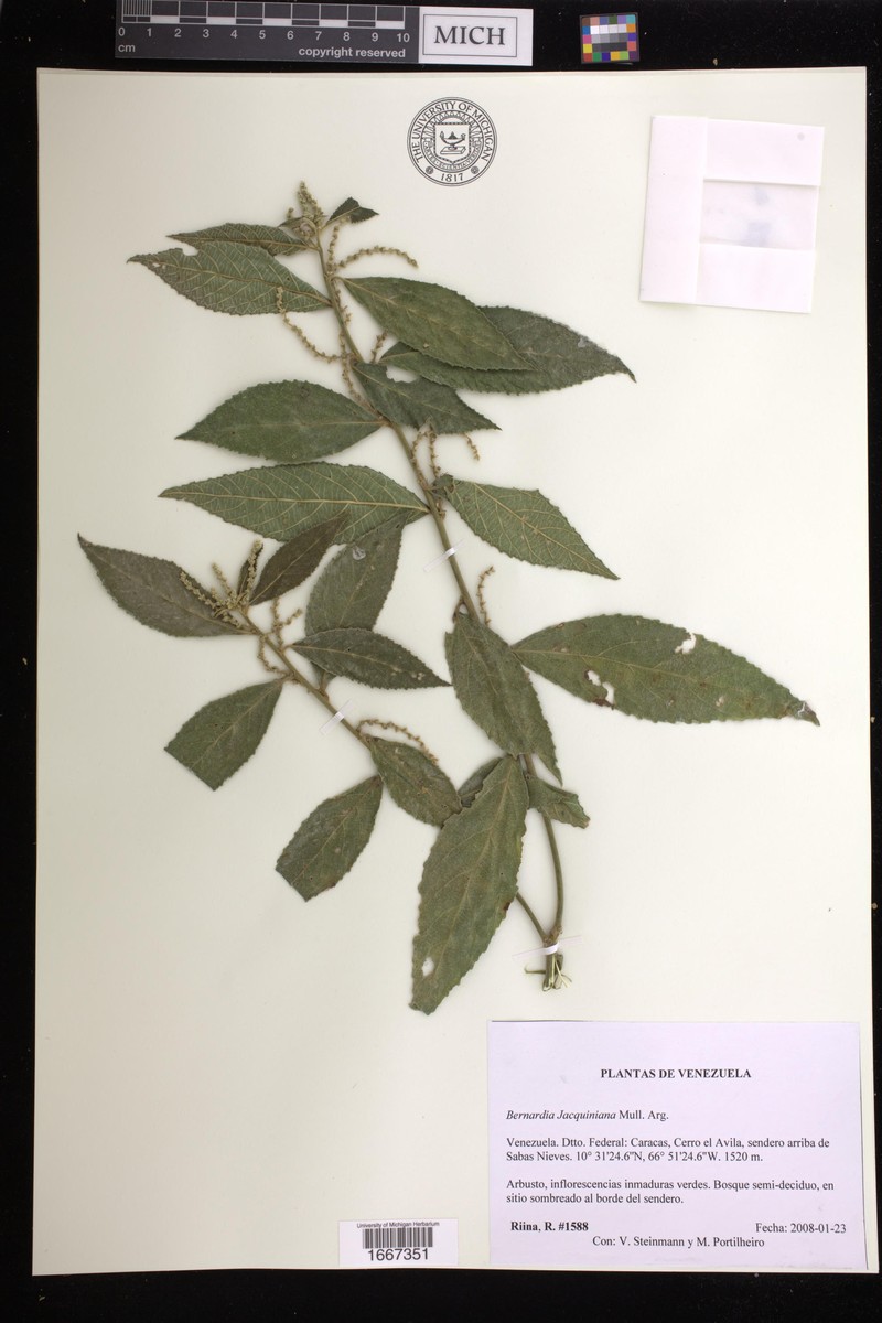 Bernardia jacquiniana