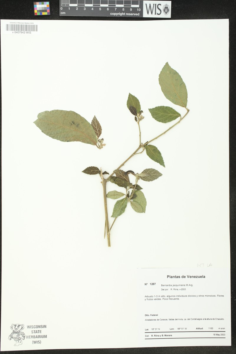 Bernardia jacquiniana photo 3
