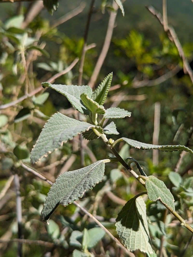 Bernardia lagunensis
