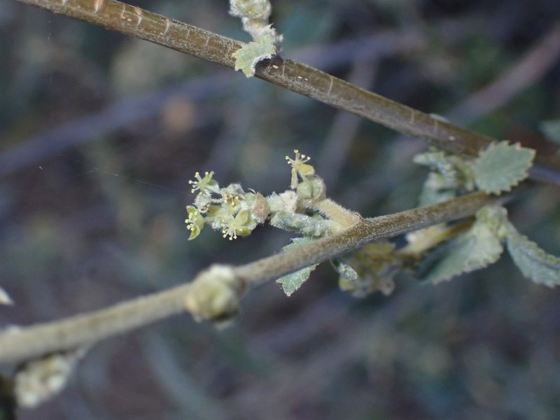 Bernardia lagunensis photo 2