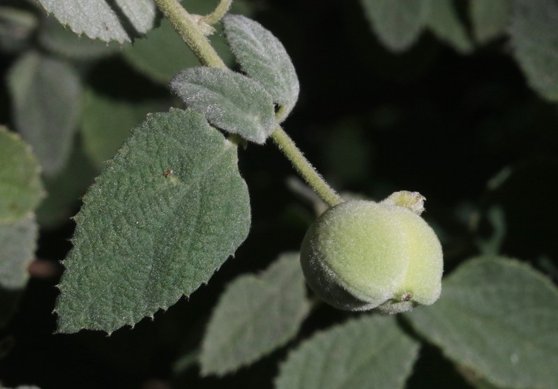 Bernardia lagunensis photo 3