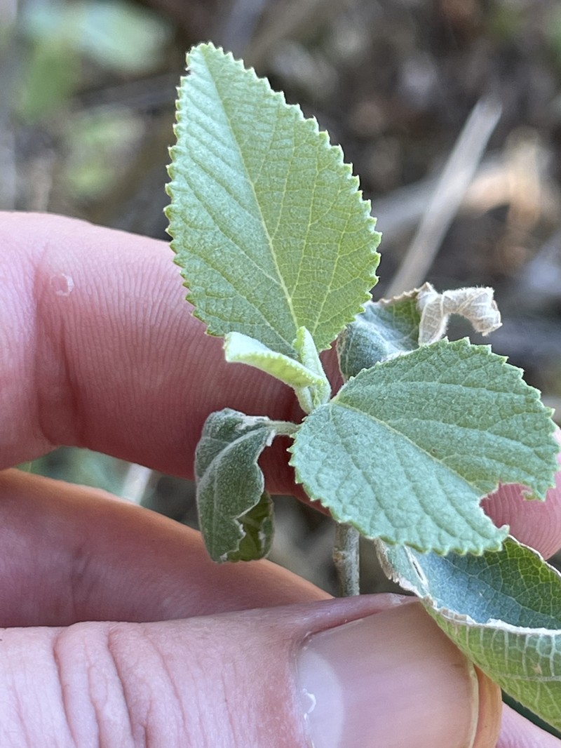 Bernardia lagunensis photo 4
