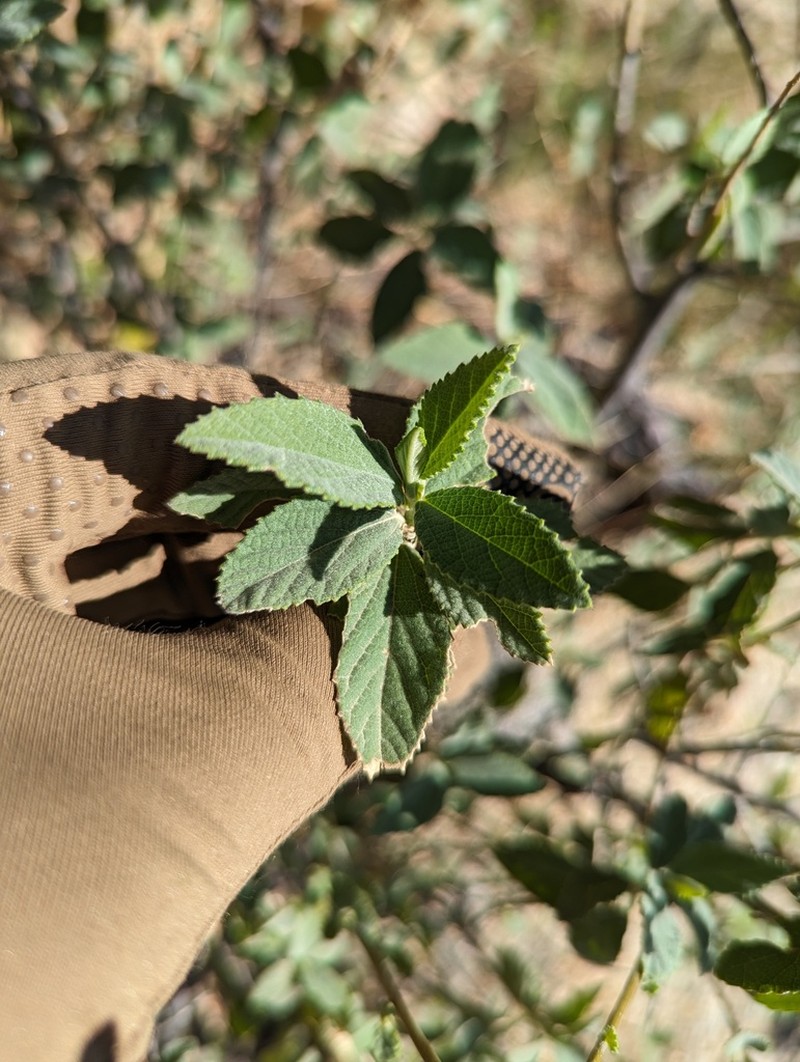 Bernardia lagunensis photo 5