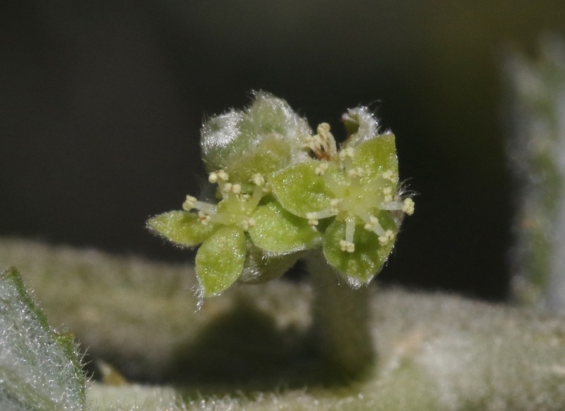 Bernardia lagunensis photo 6