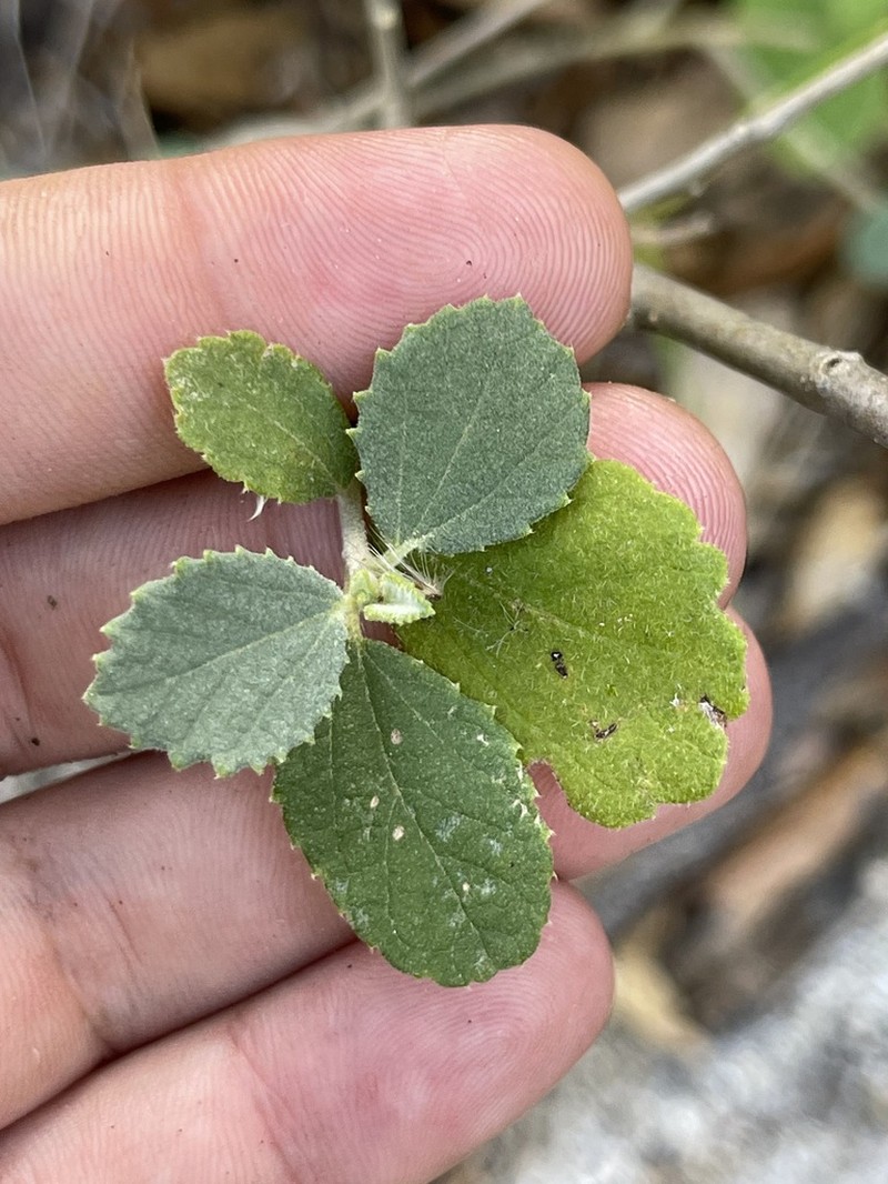 Bernardia lagunensis photo 7