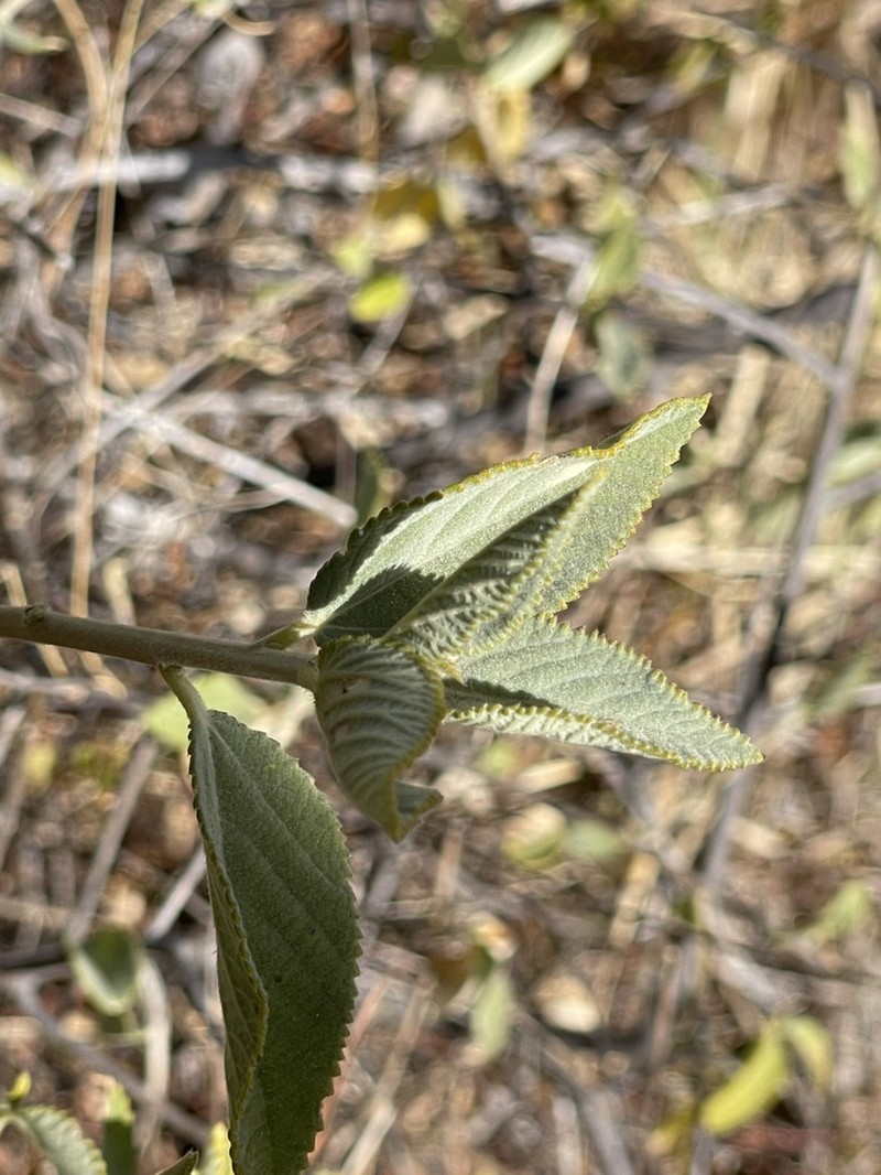 Bernardia lagunensis photo 8