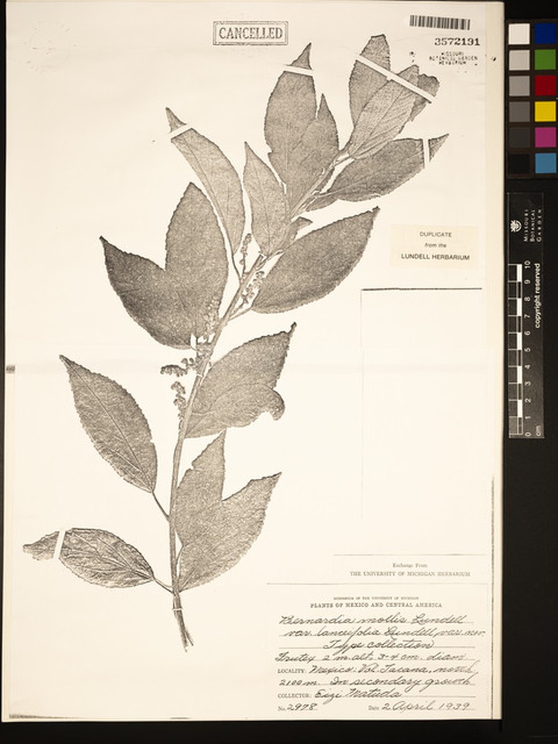 Bernardia lanceifolia